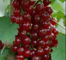 Ribizle "Red šećera": sadnju i njegu