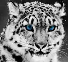 Snow Leopard - planinski stanovnik