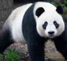 Ostane li bambusa šuma gdje pande žive?