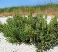 Salicornia: trava-iscjelitelj. aplikacija