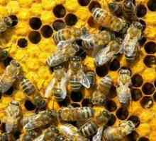Sanjati Tumačenje: dream na koji pčele
