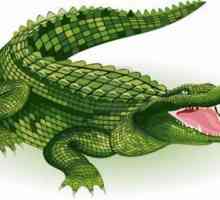 Sanjati Tumačenje: šta sanjao krokodil