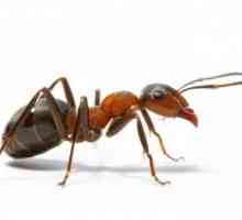 Sanjati Tumačenje: sanjaju o tome šta mrava?