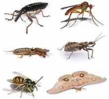 Sanjati Tumačenje: šta sanja insekata