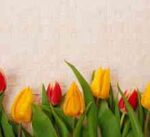 Sanjati Tumačenje: tulipan. Zašto sanjamo crvenog tulipana?