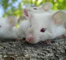 Sanjati Tumačenje: san video miš - za šta?