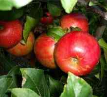 Raznolikost jabuke "Melba" - poklon pad