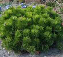 Mountain Pine pumilio: sadnju i njegu, posebno raste