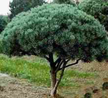 Pine vatereri: Karakteristike uzgoja
