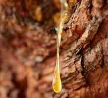 Pine sap: zdravstvene koristi