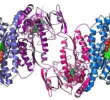 Protein Sastav: Ono što znamo o njemu?