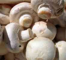 Sastav gljiva. Korištenje gljiva