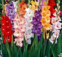 Savjeti novajlije vrtlari kada iskopavali sijalice Gladiolus