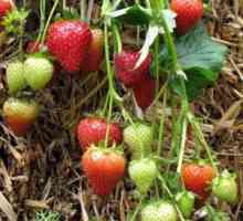Savjet od iskusnih vrtlara: kako pripremiti Seedbed za jagode