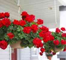 Savjeti vrtlari: kako da se brinu za pelargonije kod kuće