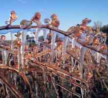 Savjeti vrtlari: kako sklonište vinove loze za zimu