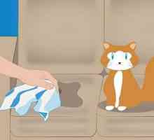 Savjeti za kućne ljubimce vlasnika: kako ukloniti miris mačka urin?