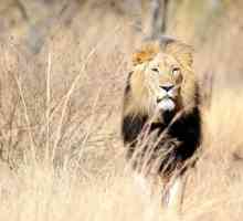 Kompatibilnost mužjak lava i ženske vage u životu i radu