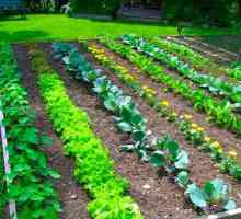 Kompatibilnost povrća u krevetima Savjeti vrtlari