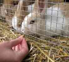 Parenja Rabbits: osnovna pravila. Parenje kunića. Razmnožavanje ukrasnog zečeva