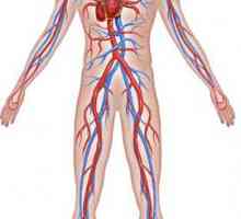 Spazam koronarnih arterija srca i mozga: Simptomi, Uzroci