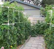 Metode Garter paradajz kada uzgaja na otvorenom polju