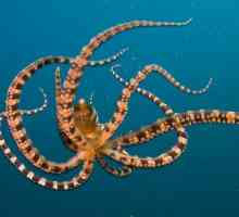 Octopus - neverovatan prostranstva more građanin