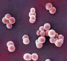Staphylococcus aureus: šta je to i šta je opasno?