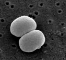 Staphylococcus epidermidis
