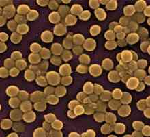 Staphylococcus aureus na koži: Simptomi i tretman