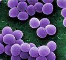 Staphylococcus aureus u djeteta: njegova opasnost, kako da se riješi njega