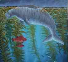 Steller morskih krava - izumrle vrste sirena tima