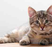 Sterilizacija mačaka koliko ima? Kastracije mačka: postoperativnom periodu, recenzije