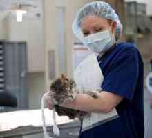 Kastracije mačaka: briga nakon operacije. Prednosti i mane sterilizacije