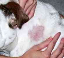 Lišaj kod pasa: simptomi, opasnostima i liječenje