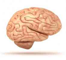 Strukturu ljudskog mozga. Da se ispod lubanje?