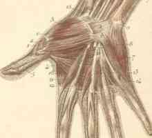 Struktura ruku i zglob. Anatomske strukture ruke