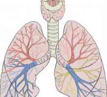 Struktura ljudskih pluća