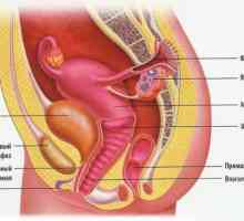 Struktura ženskog reproduktivnog sistema: anatomija, fiziologija
