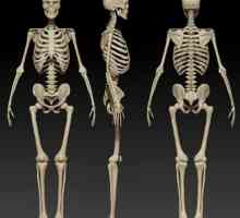 Strukturu i funkciju ljudskog kostura. Struktura skeleta