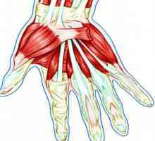 Tetiva šake: anatomske strukture, upala i oštećenja