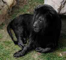 Da li je priroda crne lava?