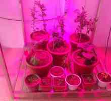LED fitolampy za biljke sa svoje ruke
