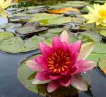 Sveti cvijet Egipćana. Lotus Flower značenje?