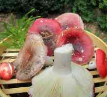 Russules kiseli: recept za kiseljenje gljiva