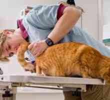 Tablete "tsestal" za mačke - odličan lijek protiv glista