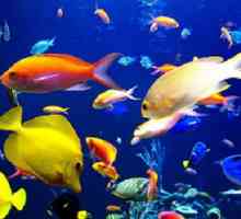 Kompatibilnost sto akvarij riba. Obračun riba kompatibilnosti