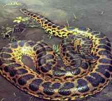 Da li je to opasno anakonda zmija?