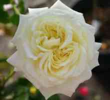 Ova neobična i romantična ruža elf penjač!