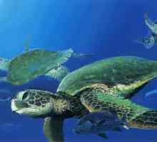 Takva funny morske kornjače